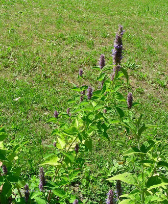 Nepeta wilsonii - Katzenminze  © Mag. Angelika Ficenc