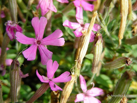 Silene schafta - Kaukasisches Leimkraut  © Mag. Angelika Ficenc