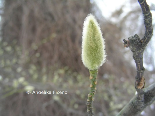 Magnolia salicifolia © Mag. Angelika Ficenc