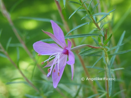 Epilobium dodonaei  © Mag. Angelika Ficenc