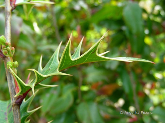 Mahoberberis neubertii (Berberis vulgaris x  Mahonia aquifolium) - Berberitzenmahonie  © Mag. Angelika Ficenc