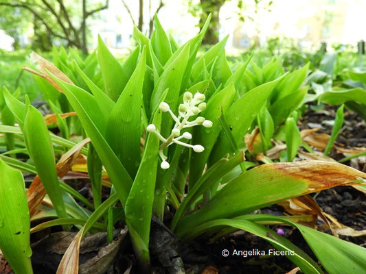 Speirantha gardenii, Blütenstand mit Knospen  © Mag. Angelika Ficenc