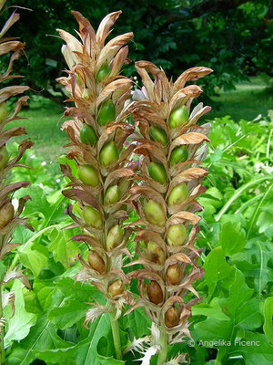 Acanthus mollis - Wahrer Bärenklau, Fruchtstand    © Angelika Ficenc