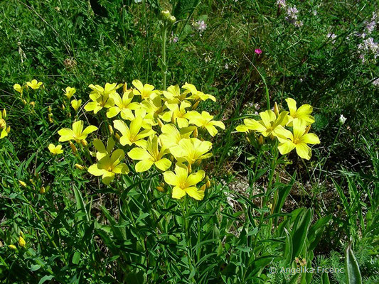 Linum flavum - Gelber Lein  © Mag. Angelika Ficenc