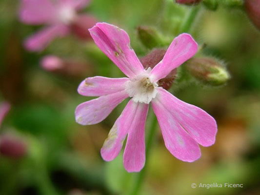 Silene dioica - Rote Lichtnelke  © Mag. Angelika Ficenc