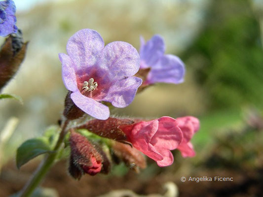 Pulmonaria officinalis - Flecken Lungenkraut  © Mag. Angelika Ficenc