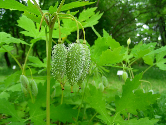 Stylophorum sutchuenense - Schöllkrautmohn, unreife Früchte  © Mag. Angelika Ficenc