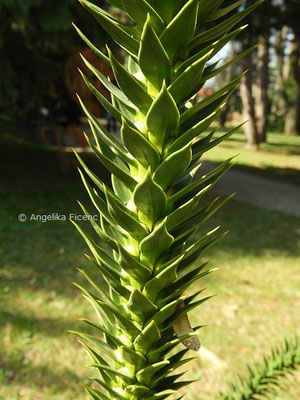 Araucaria araucana - Chilenische Araukarie  © Mag. Angelika Ficenc