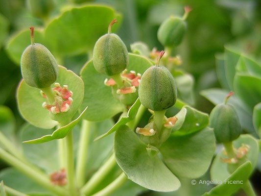 Euphorbia myrsinites - Walzen Wolfsmilch, © Mag. Angelika Ficenc