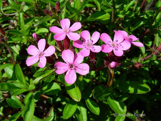 Saponaria ocymoides - Kleines Seifenkraut  © Mag. Angelika Ficenc