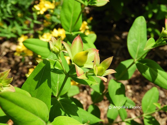 Hypericum lancasteri   © Mag. Angelika Ficenc