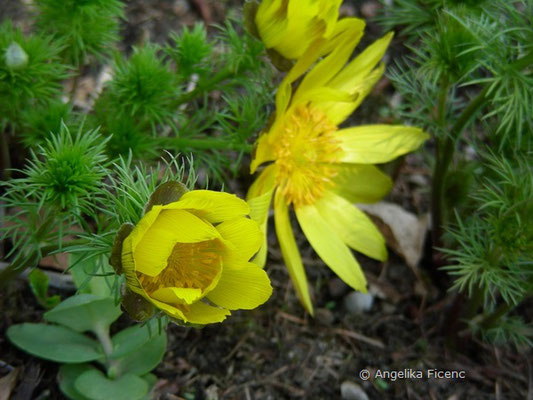 Adonis ramosa "Fukujukai "- Gartenadonis, Kulturform  © Mag. Angelika Ficenc