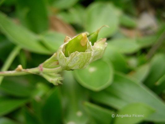 Silene zawadskii - Leimkraut,   © Mag. Angelika Ficenc