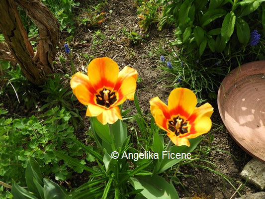 Tulpen © Mag. Angelika Ficenc