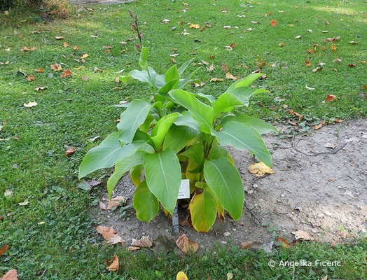 Canna indica, Habitus