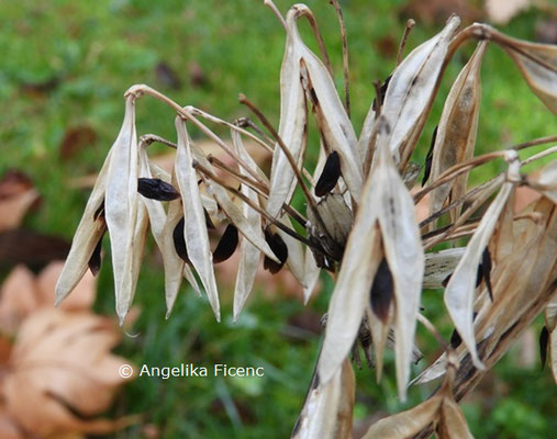 Agapanthus "Liliput"  © Mag. Angelika Ficenc