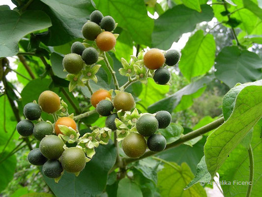 Solanum abutiloides - Zwergbaumtomate, reifende Früchte  © Mag. Angelika Ficenc