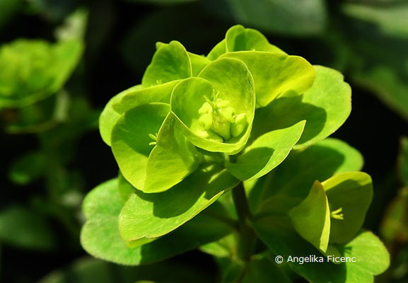 Euphorbia amygdaloides subsp. robbiae - Griffiths Wolfsmilch  © Mag. Angelika Ficenc