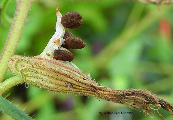 Cuphea procumbens, Samen  © Mag. Angelika Ficenc