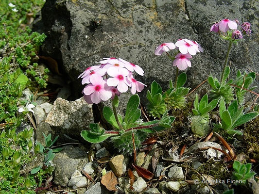 Androsace sarmetosa - Mannsschild  © Mag. Angelika Ficenc