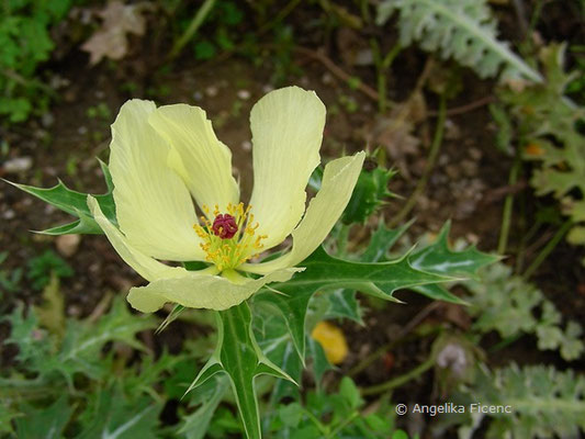 Argemone mexicana -   © Mag. Angelika Ficenc