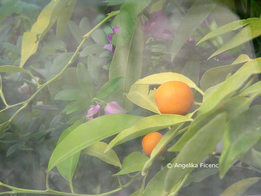 Citrus swinglei  © Mag. Angelika Ficenc