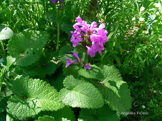 Betonia macrantha - Großblütige Betonie  © Mag. Angelika Ficenc