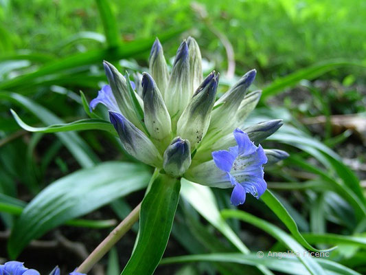 Gentiana dahurica - Dahurischer Enzian,   © Mag. Angelika Ficenc