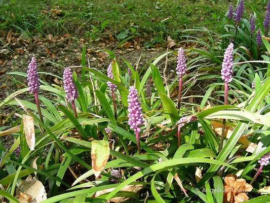 Liriope muscari  © Mag. Angelika Ficenc