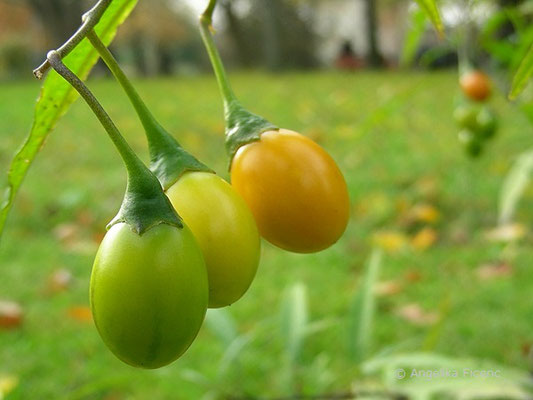 Solanum laciniatum - Großer Känguruapfel,  © Mag. Angelika Ficenc