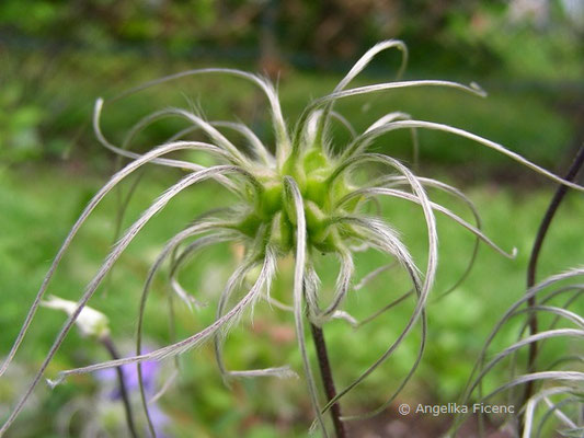 Clematis integrifolia - Ganzblatt Waldrebe,  © Mag. Angelika Ficenc