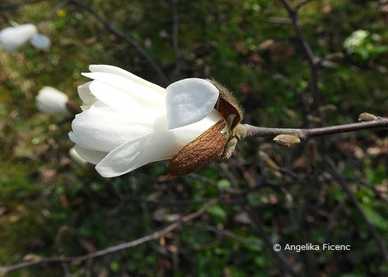 Magnolia stellata "Royal Star" - Stern Magnolie  © Mag. Angelika Ficenc