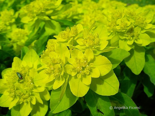 Euphorbia polychroma - Vielfarben-Wolfsmilch  © Mag. Angelika Ficenc