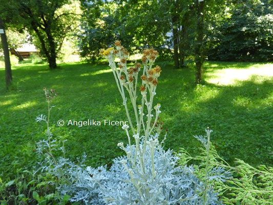 Senecio cineraria  © Mag. Angelika Ficenc