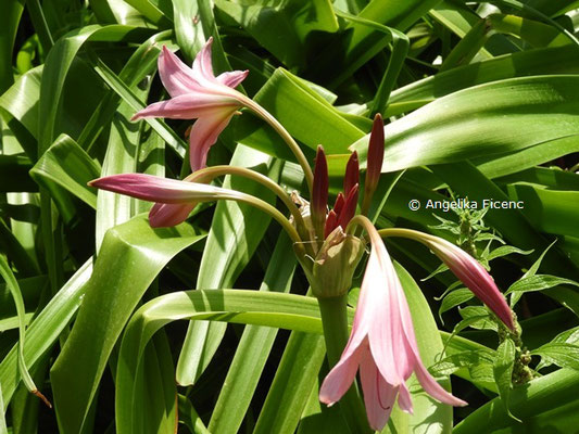 Crinum x powellii   © Mag. Angelika Ficenc