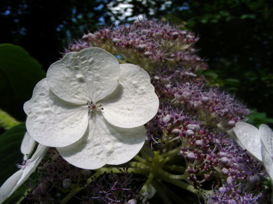 Hydrangea aspera - Raue Hortensie,   © Mag. Angelika Ficenc