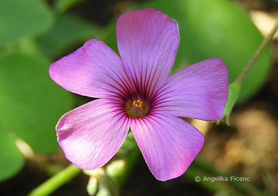 Oxales pink - Blüte  © Mag. Angelika Ficenc