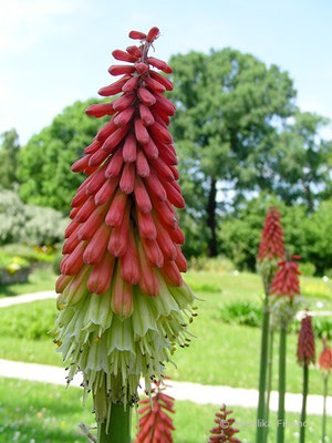 Kniphofia tuckii - Fackellilie  © Mag. Angelika Ficenc