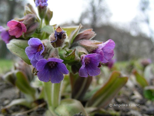 Pulmonaria mollis - Weiches Lungenkraut