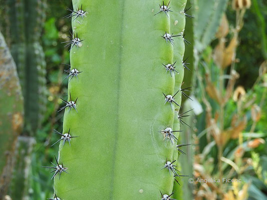 Cereus repandus - Stamm  © Mag. Angelika Ficenc