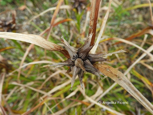 Carex grayi - Morgenstern Segge  © Mag. Angelika Ficenc