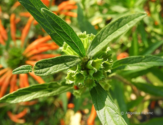 Leonotos nepetifolia - Schmalblättriges Löwenohr  © Mag. Angelika Ficenc