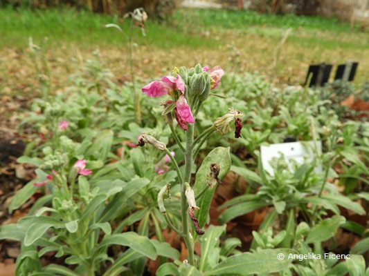 Matthiola incana  © Mag. Angelika Ficenc