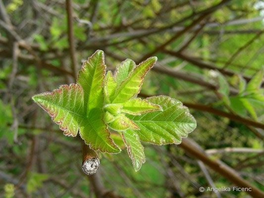 Rhus aromatica - Essigbaum, Laubblätter    © Mag. Angelika Ficenc