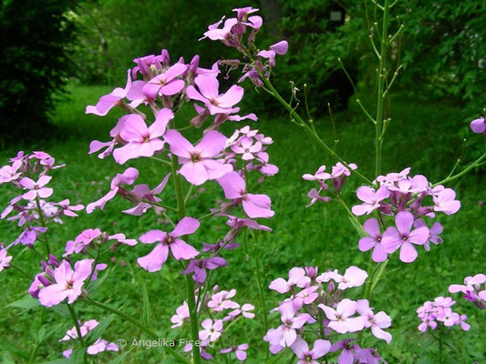 Hesperis matronalis - Garten Nachtviole  © Mag. Angelika Ficenc