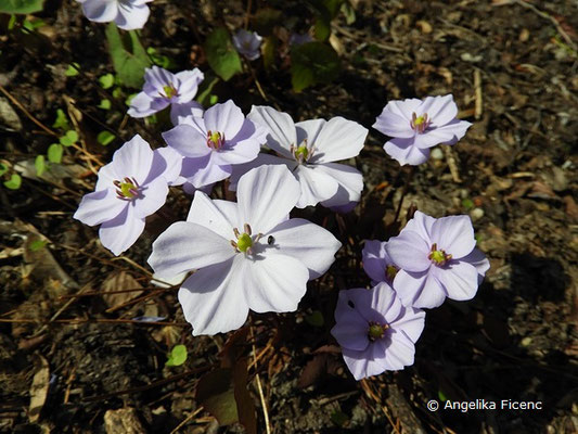 Jeffersonia dubia (Syn. Plagiorhema dubium) - Herzblattschale  © Mag. Angelika Ficenc