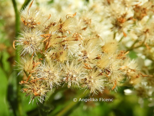 Turczaninovia fastigiata  © Mag. Angelika Ficenc