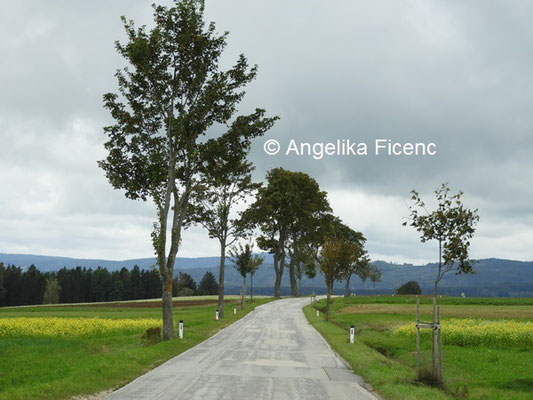 Ahornallee © Mag. Angelika Ficenc