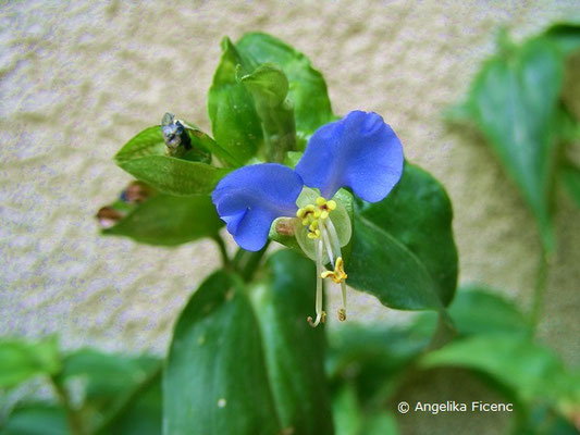 Commelina communis, Tagblume    © Mag. Angelika Ficenc