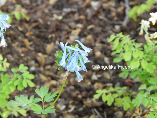 Corydalis  elata x flexuosa  © Mag. Angelika Ficenc